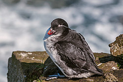 ���������� (Cyclorrhynchus psittacula)