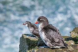 ���������� (Cyclorrhynchus psittacula)