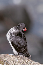 ���������� (Cyclorrhynchus psittacula)