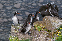 ���������� (Cyclorrhynchus psittacula)
