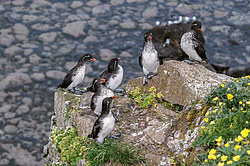 ���������� (Cyclorrhynchus psittacula)