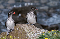 ���������� (Cyclorrhynchus psittacula)