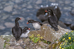 ���������� (Cyclorrhynchus psittacula)