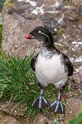 ���������� (Cyclorrhynchus psittacula)