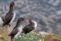 ���������� (Cyclorrhynchus psittacula)