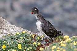 ���������� (Cyclorrhynchus psittacula)