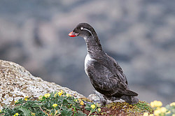���������� (Cyclorrhynchus psittacula)