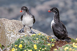 ���������� (Cyclorrhynchus psittacula)