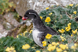 ���������� (Cyclorrhynchus psittacula)