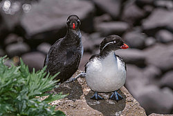 ���������� (Cyclorrhynchus psittacula)