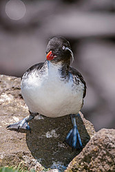 ���������� (Cyclorrhynchus psittacula)