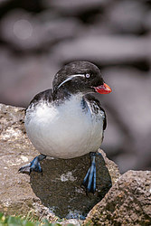 ���������� (Cyclorrhynchus psittacula)