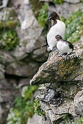 ���������� (Cyclorrhynchus psittacula)
