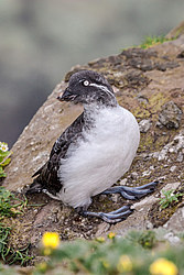 ���������� (Cyclorrhynchus psittacula)