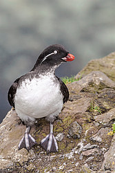 ���������� (Cyclorrhynchus psittacula)