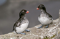 ���������� (Cyclorrhynchus psittacula)