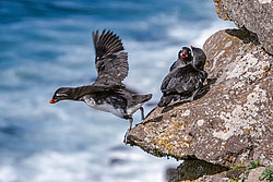 ���������� (Cyclorrhynchus psittacula)