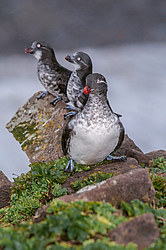���������� (Cyclorrhynchus psittacula)