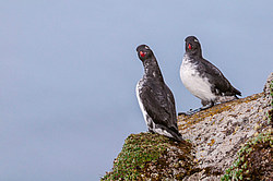 ���������� (Cyclorrhynchus psittacula)