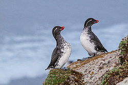���������� (Cyclorrhynchus psittacula)