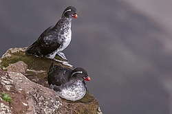 ���������� (Cyclorrhynchus psittacula)