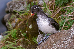 ���������� (Cyclorrhynchus psittacula)