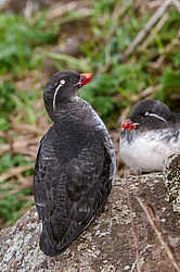 ���������� (Cyclorrhynchus psittacula)