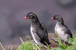 ���������� (Cyclorrhynchus psittacula)