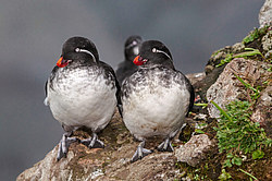 ���������� (Cyclorrhynchus psittacula)
