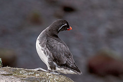 ���������� (Cyclorrhynchus psittacula)