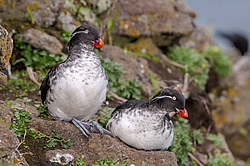 ���������� (Cyclorrhynchus psittacula)