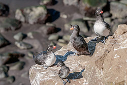 ���������� (Cyclorrhynchus psittacula)