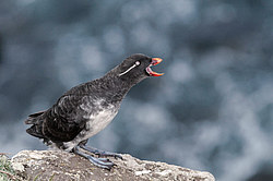���������� (Cyclorrhynchus psittacula)