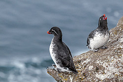 ���������� (Cyclorrhynchus psittacula)
