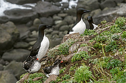 ���������� (Cyclorrhynchus psittacula)