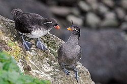 ���������� (Cyclorrhynchus psittacula)
