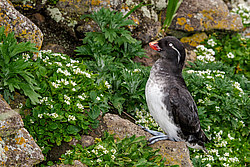 ���������� (Cyclorrhynchus psittacula)