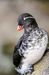 ���������� (Cyclorrhynchus psittacula)