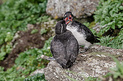 ���������� (Cyclorrhynchus psittacula)