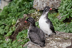 ���������� (Cyclorrhynchus psittacula)