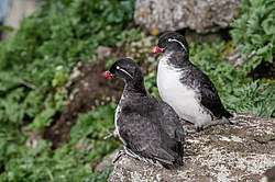 ���������� (Cyclorrhynchus psittacula)