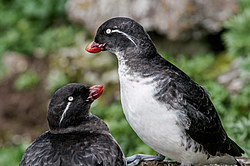 ���������� (Cyclorrhynchus psittacula)