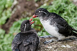 ���������� (Cyclorrhynchus psittacula)