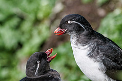 ���������� (Cyclorrhynchus psittacula)