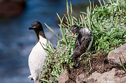 ���������� (Cyclorrhynchus psittacula)
