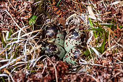 ������������ �������� (Calidris ptilocnemis)