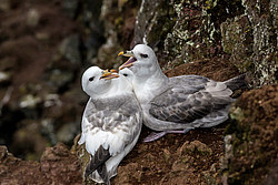 ������ (Fulmarus glacialis)