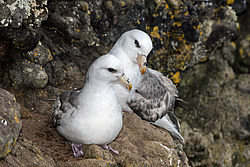 ������ (Fulmarus glacialis)