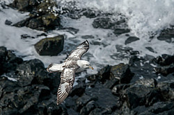 ������ (Fulmarus glacialis)