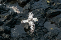 ������ (Fulmarus glacialis)